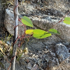 Unverified Plant at Kambah, ACT - 1 Jun 2025 by Jennybach