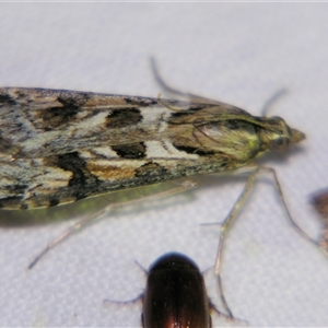 Nomophila corticalis (A Crambid moth (Spilomelinae) at Saint George, QLD - 2 Nov 2009 by PJH123