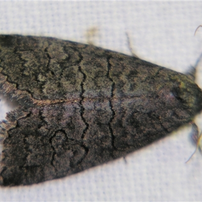 Unverified Noctuoid moth (except Arctiinae) at Saint George, QLD - 2 Nov 2009 by PJH123