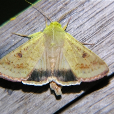 Helicoverpa armigera (Cotton bollworm, Corn earworm) at Saint George, QLD - 2 Nov 2009 by PJH123