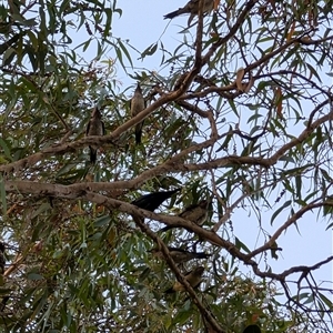 Aplonis metallica (Metallic Starling) at Port Douglas, QLD - Yesterday by mroseby
