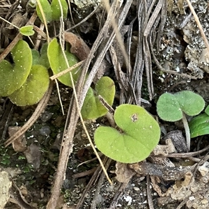 Dichondra repens at Kambah, ACT - 1 Jun 2025 by Jennybach