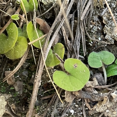 Dichondra repens (Kidney Weed) at Kambah, ACT - 1 Jun 2025 by Jennybach