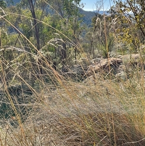Unverified Grass at Kambah, ACT - 1 Jun 2025 by Jennybach