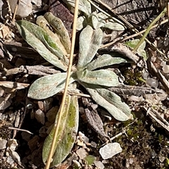 Euchiton japonicus at Kambah, ACT - 1 Jun 2025 by Jennybach
