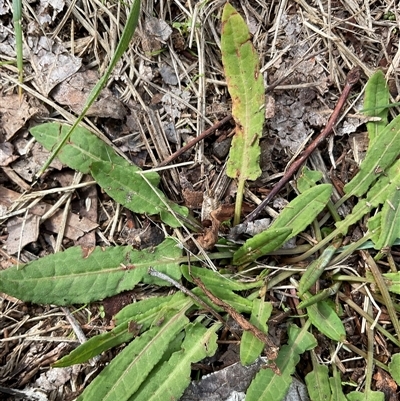 Rumex brownii at Latham, ACT - 2 Jun 2025 by Jennybach
