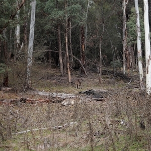 Macropus giganteus (Eastern Grey Kangaroo) at Uriarra, NSW - 2 Jun 2025 by JimL