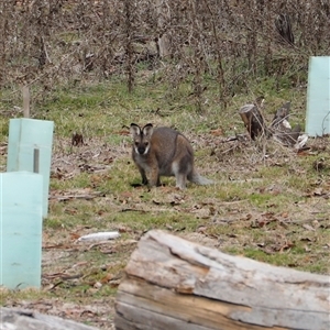 Notamacropus rufogriseus (Red-necked Wallaby) at Uriarra, NSW - 2 Jun 2025 by JimL