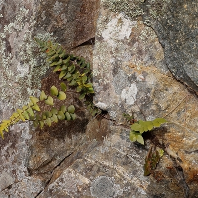 Pellaea calidirupium (Hot Rock Fern) by JimL