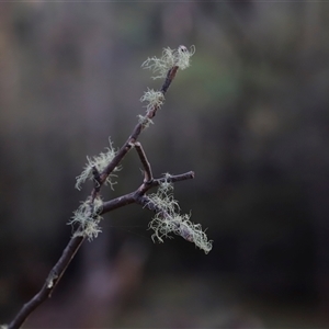 Unverified Lichen, Moss or other Bryophyte at Uriarra, NSW - 2 Jun 2025 by JimL