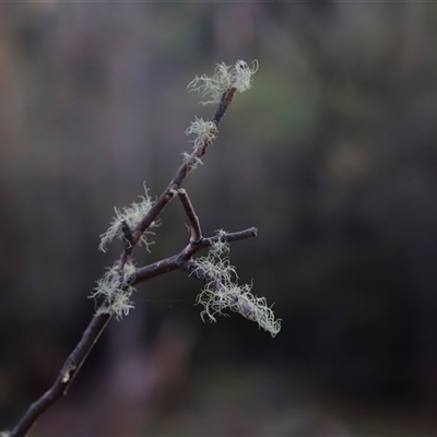 Unverified Lichen, Moss or other Bryophyte at Uriarra, NSW - 2 Jun 2025 by JimL