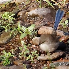 Malurus cyaneus (Superb Fairywren) at Uriarra, NSW - 2 Jun 2025 by JimL