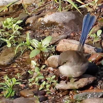 Malurus cyaneus (Superb Fairywren) at Uriarra, NSW - 2 Jun 2025 by JimL