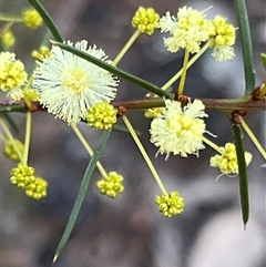 Acacia buxifolia subsp. buxifolia at Acton, ACT - 1 Jun 2025 by JimL