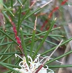 Hakea sp. at Acton, ACT - 1 Jun 2025 by JimL