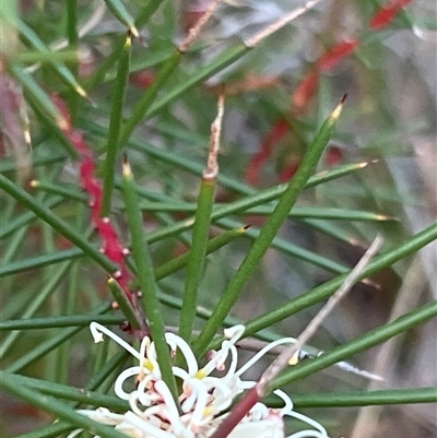 Hakea sp. at Acton, ACT - 1 Jun 2025 by JimL