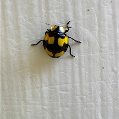 Illeis galbula (Fungus-eating Ladybird) at Aranda, ACT - 29 May 2025 by Jubeyjubes