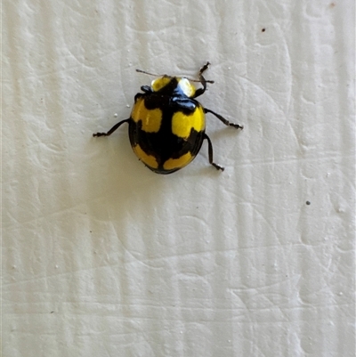 Illeis galbula (Fungus-eating Ladybird) at Aranda, ACT - 29 May 2025 by Jubeyjubes