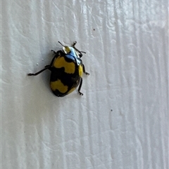 Illeis galbula at Aranda, ACT - 29 May 2025 08:23 AM