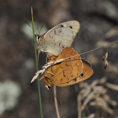 Heteronympha penelope at Mount Clear, ACT - 12 Feb 2024 by RAllen