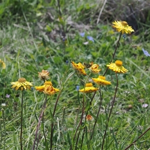 Xerochrysum subundulatum at Mount Clear, ACT - 12 Feb 2024 by RAllen