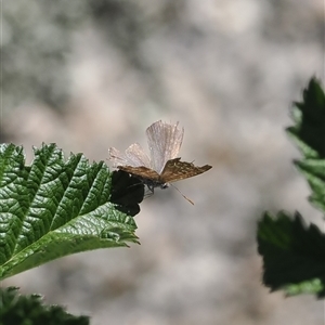 Theclinesthes serpentata at Mount Clear, ACT - 12 Feb 2024 by RAllen