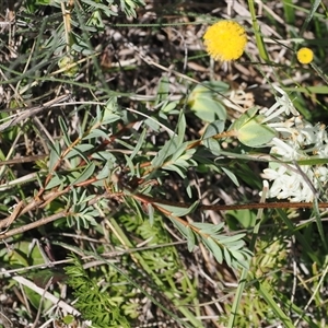 Pimelea linifolia subsp. linifolia at Mount Clear, ACT - 12 Feb 2024 by RAllen