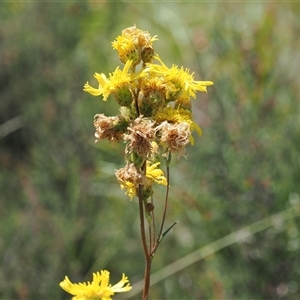 Podolepis hieracioides at Mount Clear, ACT - 12 Feb 2024 by RAllen