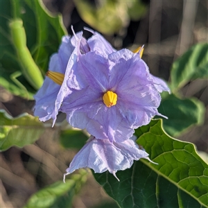Solanum (genus) at Kakadu, NT - 18 May 2025 by HelenCross