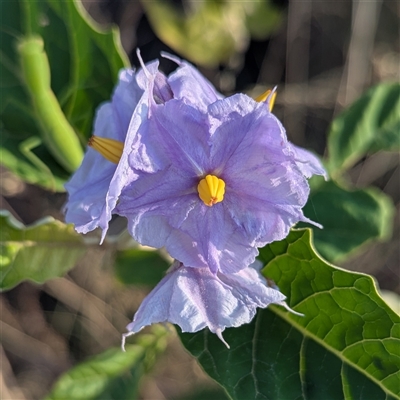 Solanum (genus) at Kakadu, NT - 18 May 2025 by HelenCross