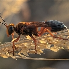 Unverified Wasp (Hymenoptera, Apocrita) at Kakadu, NT - 18 May 2025 by HelenCross
