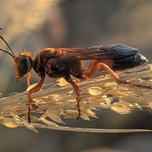 Unverified Wasp (Hymenoptera, Apocrita) at Kakadu, NT - 18 May 2025 by HelenCross