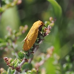 Endeolena aurinatella (Wingia Group) at Mount Clear, ACT - 12 Feb 2024 by RAllen