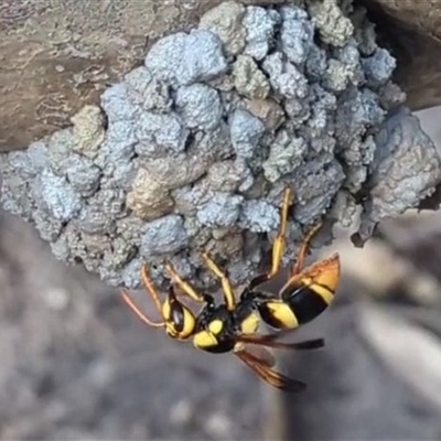 Unverified Wasp (Hymenoptera, Apocrita) at Kakadu, NT - 18 May 2025 by HelenCross