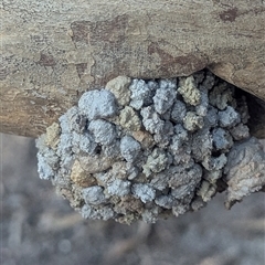 Unverified at suppressed - suppressed