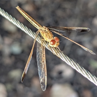 Unverified Dragonfly or Damselfly (Odonata) at Kakadu, NT - 18 May 2025 by HelenCross