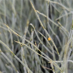 Unverified Plant at Kakadu, NT - 18 May 2025 by HelenCross