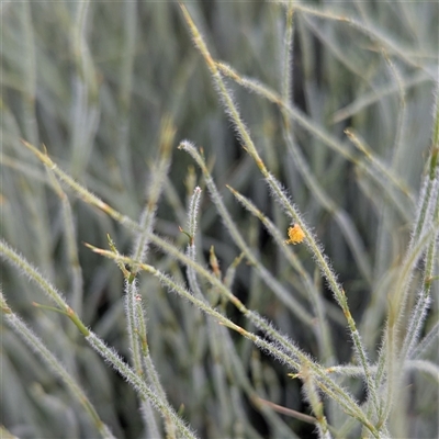 Unverified Plant at Kakadu, NT - 18 May 2025 by HelenCross