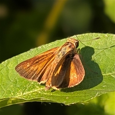 Unverified Skipper (Hesperiidae) at Kakadu, NT - 18 May 2025 by HelenCross