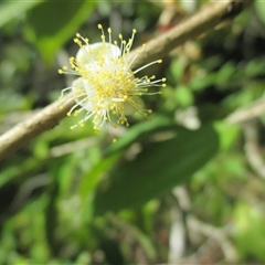 Rhodamnia spongiosa at Syndicate, QLD - suppressed
