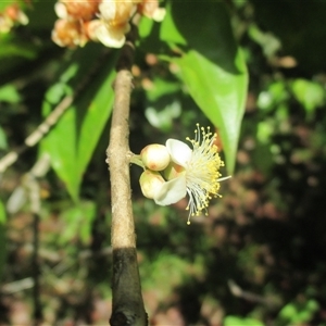 Rhodamnia spongiosa at Syndicate, QLD - suppressed