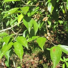Rhodamnia spongiosa at Syndicate, QLD - suppressed