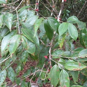 Rhodamnia spongiosa at Syndicate, QLD - suppressed