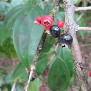 Rhodamnia spongiosa at Syndicate, QLD - suppressed