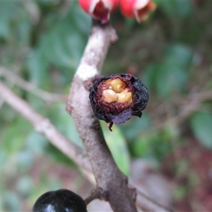 Rhodamnia spongiosa at Syndicate, QLD - suppressed