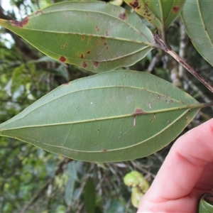 Rhodamnia spongiosa at Syndicate, QLD - suppressed