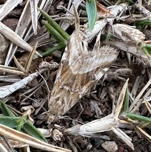 Hellula hydralis at Hat Head, NSW - 22 Aug 2024 by Pirom
