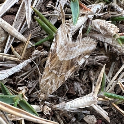 Hellula hydralis (Cabbage Centre Moth) at Hat Head, NSW - 22 Aug 2024 by Pirom