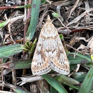 Achyra affinitalis at Hat Head, NSW - 22 Aug 2024 by Pirom