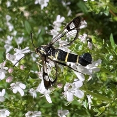 Synanthedon tipuliformis (Currant Clear Wing, Currant Borer Moth) by Pirom